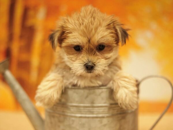 [#31131] Gold Female Morkie Puppies for Sale
