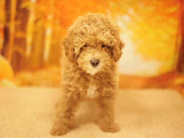 [#31120] Red Female Poodle Puppies for Sale