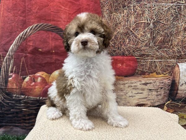 [#3777] Brown / White Male Cockapoo Puppies for Sale
