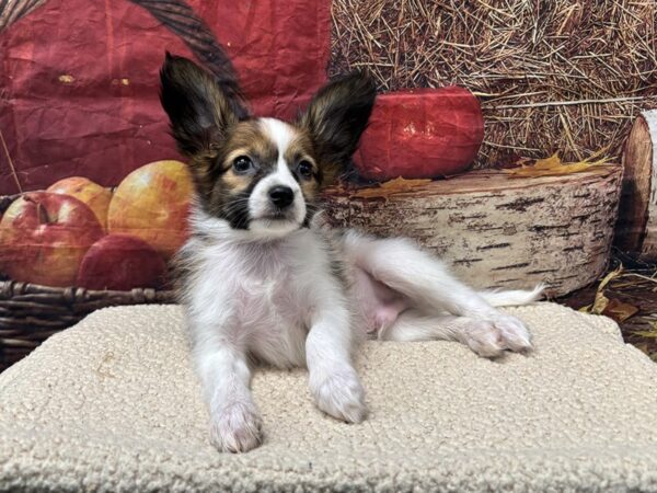[#3774] Tri-Colored Male Papillon Puppies for Sale