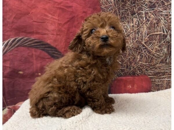 [#3775] Red Male Poodle Mini Puppies for Sale
