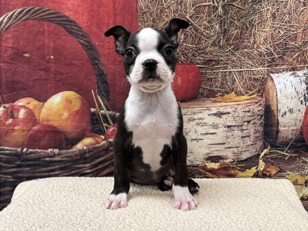 [#3780] Black / White Male Boston Terrier Puppies for Sale