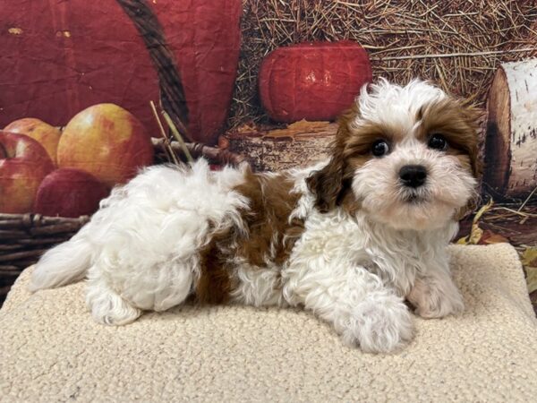 [#3781] Gold / White Female Teddy Bear Puppies for Sale