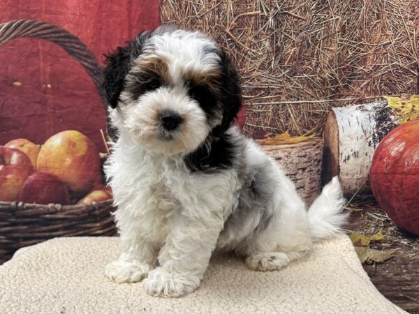 [#3783] Blue Merle Female Shihpoo Puppies for Sale