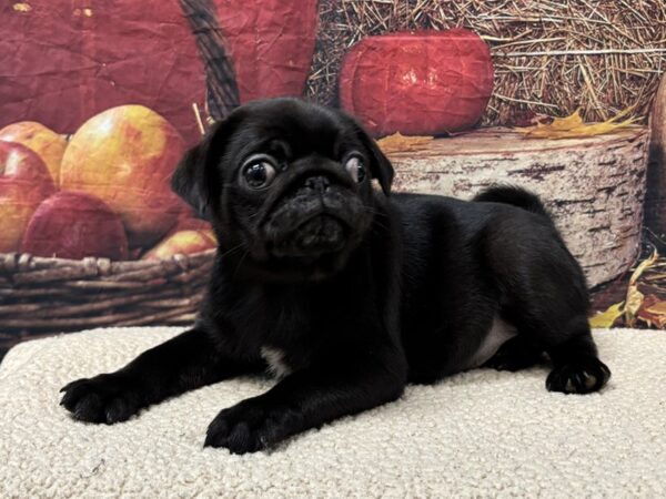 [#3784] Black Male Pug Puppies for Sale