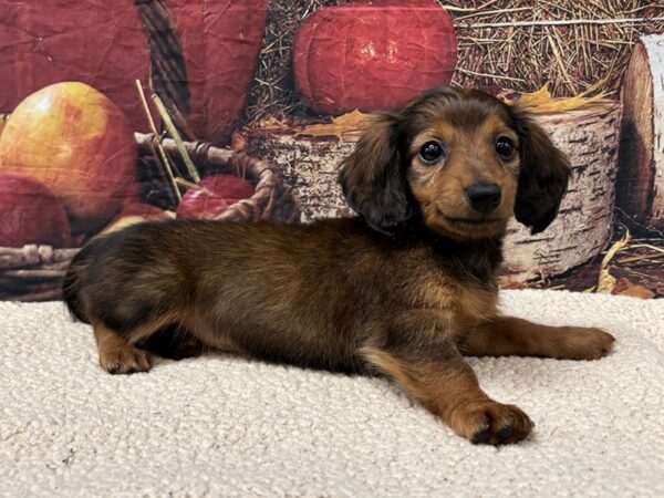 [#3785] Wild Boar Female Dachshund Puppies for Sale