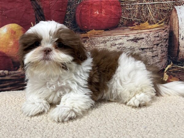[#3786] Liver / White Female Shih Tzu Puppies for Sale