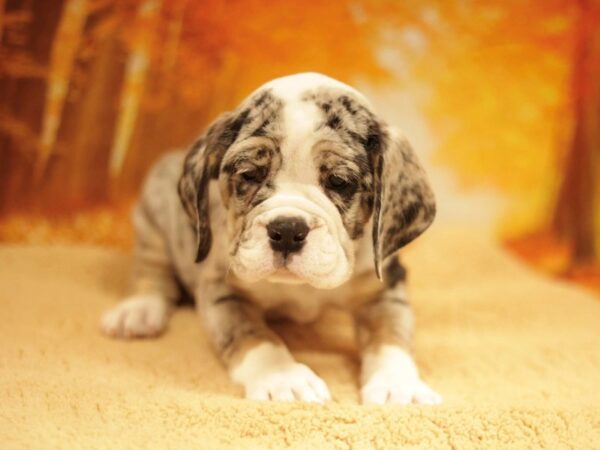 [#31141] Blue Merle Female Beabull Puppies for Sale