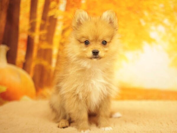 [#31143] Brown Female Pomeranian Puppies for Sale