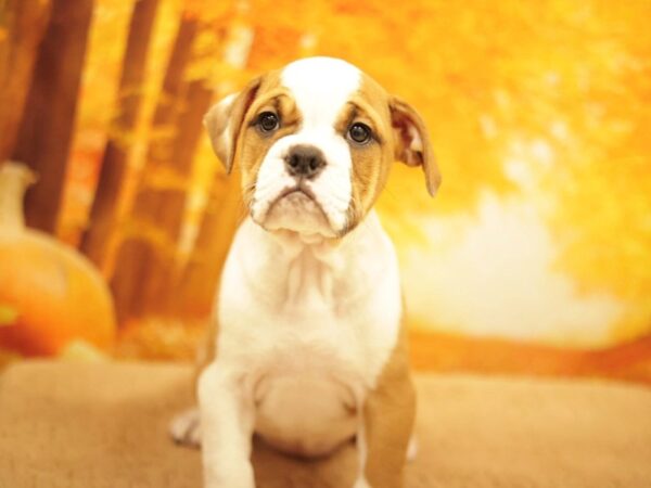 [#31139] Fawn / White Female Victorian Bulldog Puppies for Sale