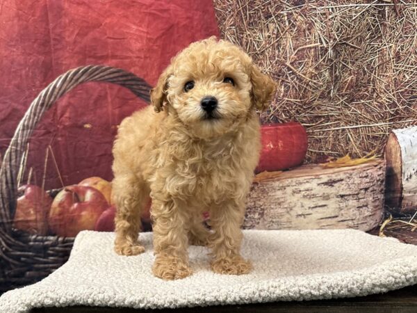 [#3795] Red Male Poodle Puppies for Sale