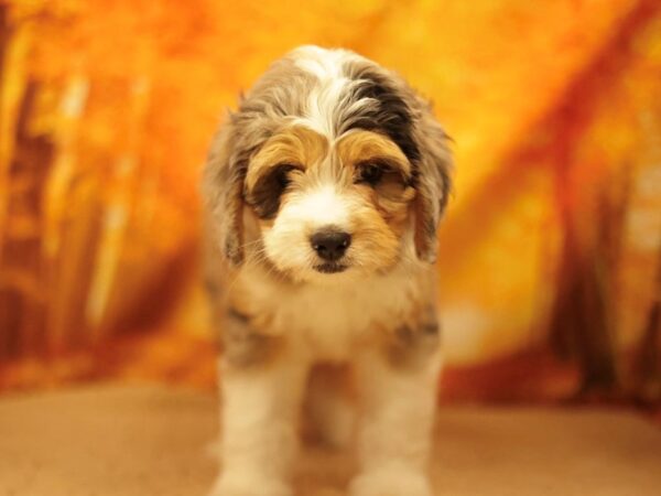 [#31150] Blue Merle Male Aussiedoodle Mini Puppies for Sale