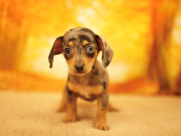[#31154] Black and Silver Dapple Female Chiweenie Puppies for Sale