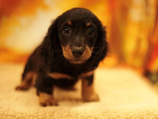 [#31158] Black and Tan Female Dachshund Puppies for Sale