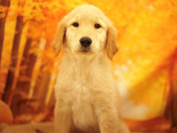 [#31159] Golden Female Golden Retriever Puppies for Sale