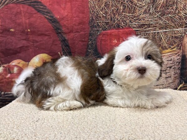 [#3790] Gold Sable Female Havanese Puppies for Sale