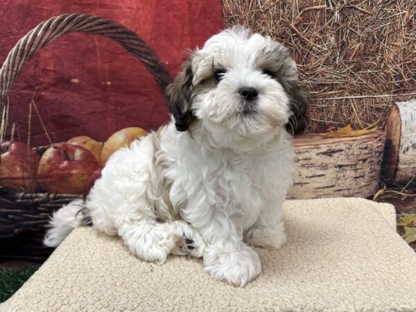 [#3798] Brown / White Female Teddy Bear Puppies for Sale