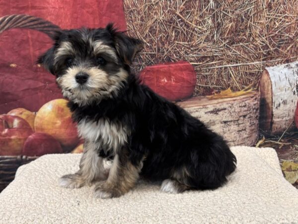 [#3799] Black / Tan Female Morkie Puppies for Sale