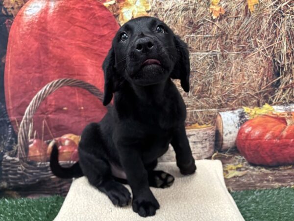 [#3796] Black Male Labrador Retriever Puppies for Sale