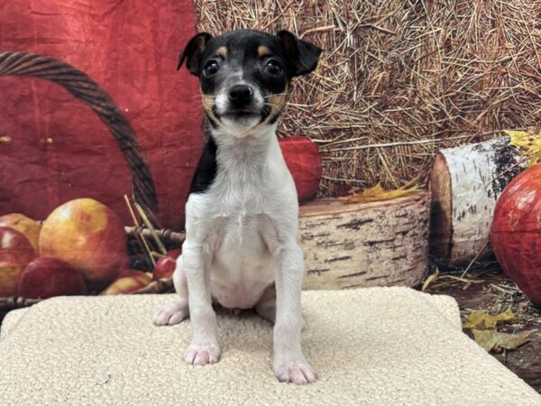 [#3807] Tri-Colored Female Toy Fox Terrier Puppies for Sale