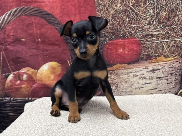 [#3804] Black / Tan Male Miniature Pinscher Puppies for Sale
