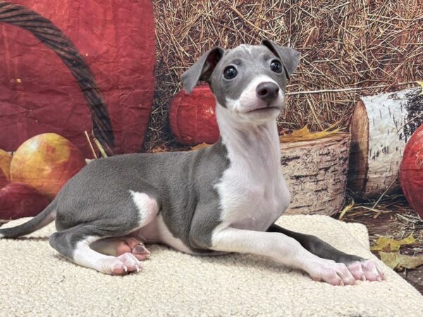 [#3806] Blue / White Male Italian Greyhound Puppies for Sale