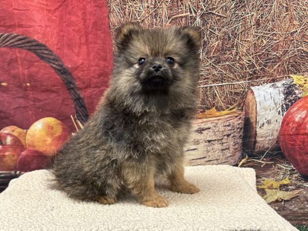 [#3800] Red Sable Female Pomeranian Puppies for Sale