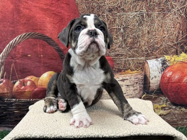 [#3801] Blue / White Female Victorian Bulldog Puppies for Sale