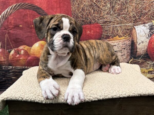 [#3805] Brindle / White Female Beabull Puppies for Sale