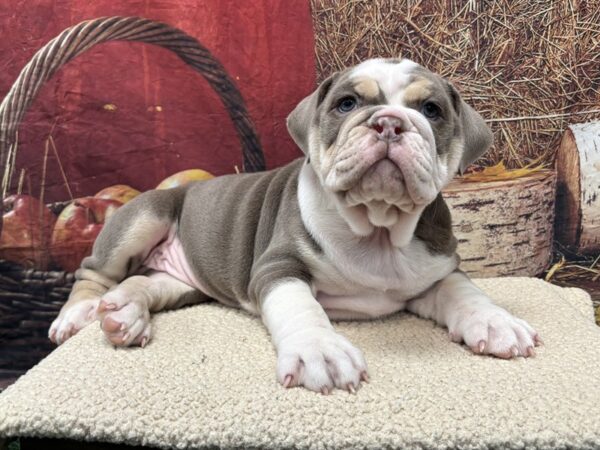 [#3802] Red / White Female Victorian Bulldog Puppies for Sale