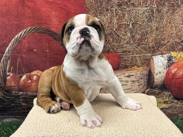 [#3803] Red / White Male English Bulldog Puppies for Sale
