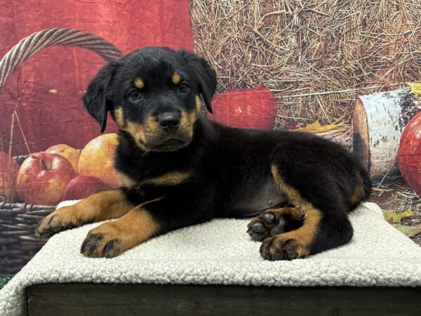 [#3794] Black and Mahogany Female Rottweiler Puppies for Sale