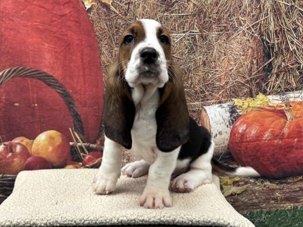 [#3792] Black White and Tan Male Basset Hound Puppies for Sale