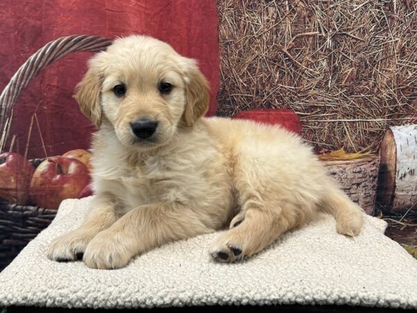 [#3812] Golden Male Golden Retriever Puppies for Sale