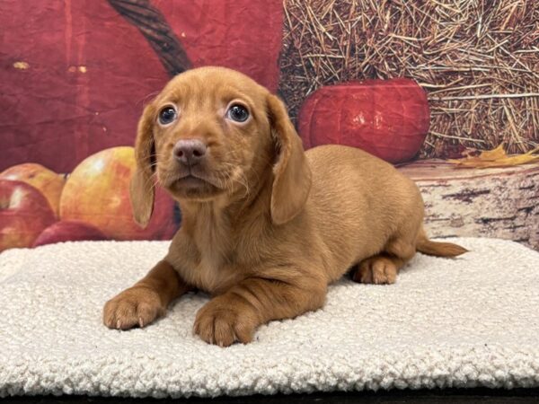 [#3808] Red Male Dachshund Puppies for Sale