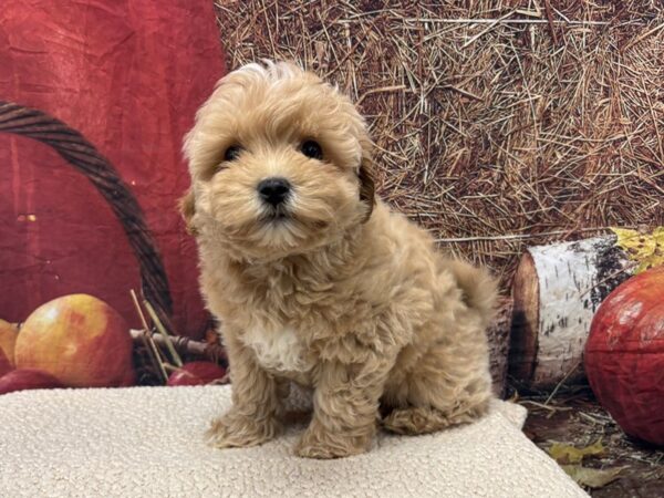 [#3813] Apricot Female Maltipoo Puppies for Sale