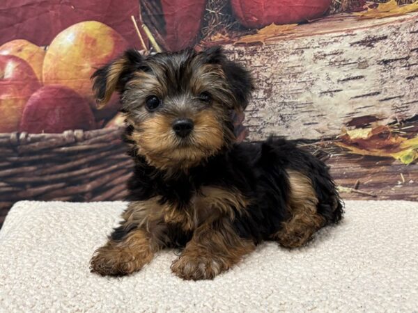 [#3810] Black / Gold Male Yorkshire Terrier Puppies for Sale