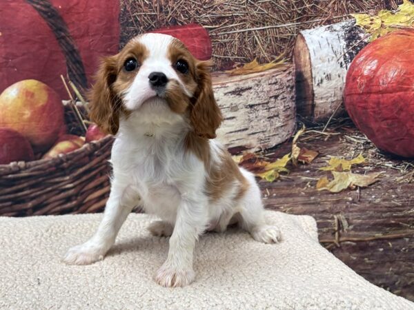 [#3811] Blenheim Female Cavalier King Charles Spaniel Puppies for Sale