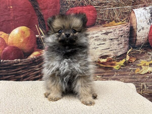 [#3816] Cream Sable Female Pomeranian Puppies for Sale