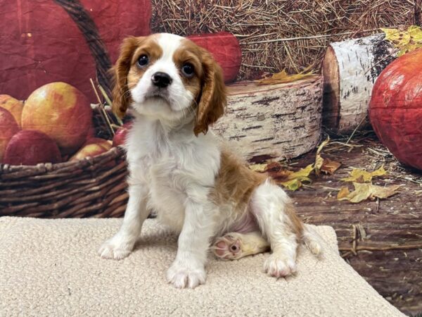 [#3819] Blenheim Male Cavalier King Charles Spaniel Puppies for Sale