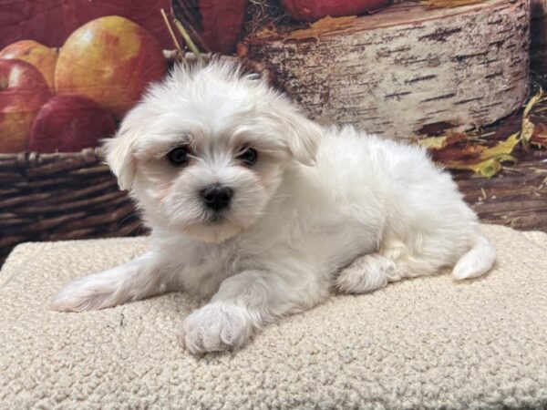 [#3815] White / Cream Male Malshi Puppies for Sale