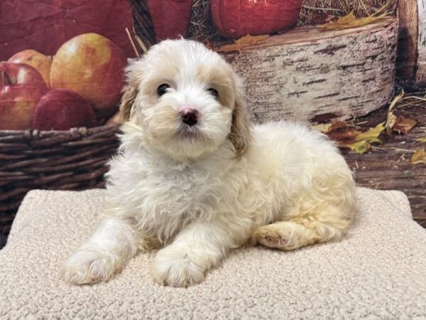 [#3818] Buff / White Female Cockapoo Puppies for Sale