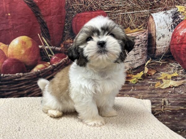 [#3817] Gold / White Male Shih Tzu Puppies for Sale