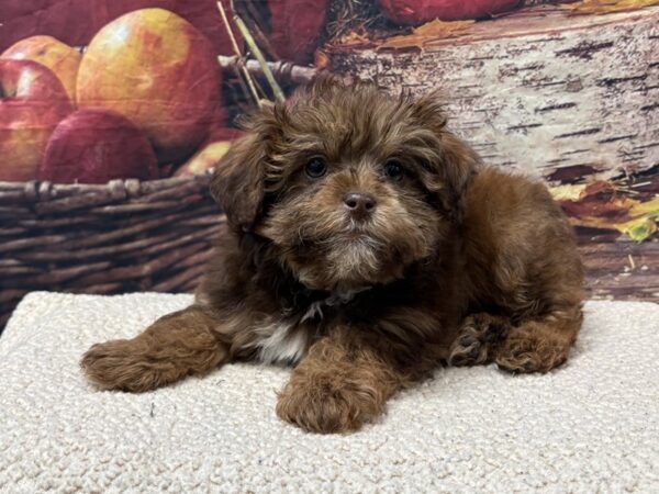 [#3820] Chocolate Sable Male Shihpoo Puppies for Sale