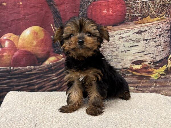 [#3809] Black / Gold Male Yorkshire Terrier Puppies for Sale