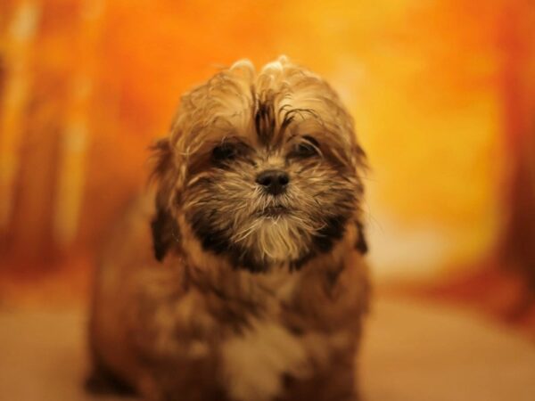 [#31184] Gold Female Shihpoo Puppies for Sale