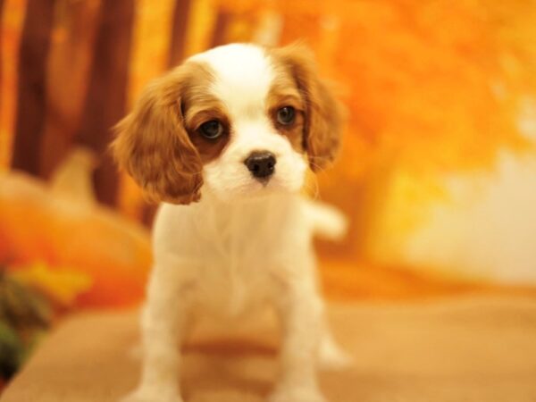 [#31183] Blenheim Male Cavalier King Charles Spaniel Puppies for Sale