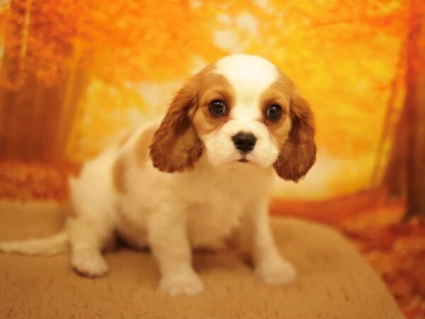[#31182] Blenheim Female Cavalier King Charles Spaniel Puppies for Sale