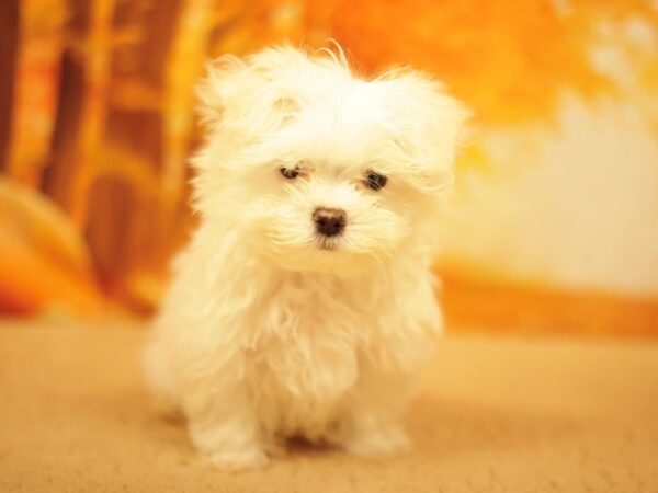 [#31179] White Female Maltese Puppies for Sale
