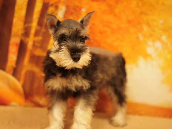 [#31177] Salt / Pepper Female Miniature Schnauzer Puppies for Sale